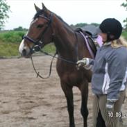 Fuldblod (XX) Papaia