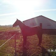 Fuldblod (XX) Papaia