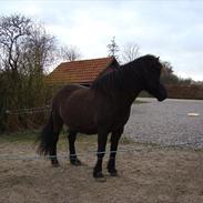 Islænder Elding fra Nørmark