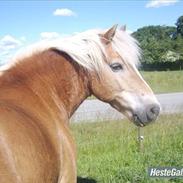 Haflinger Asterix - Gamle part 2010