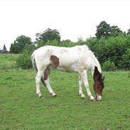 Pinto Moon Star