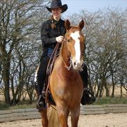 Palomino Nebelgårdens Indiana