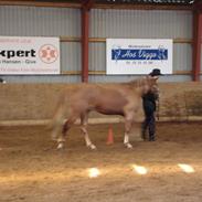 Palomino Nebelgårdens Indiana