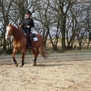 Palomino Nebelgårdens Indiana