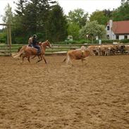 Palomino Nebelgårdens Indiana