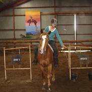 Palomino Nebelgårdens Indiana