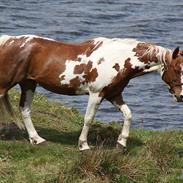 Pinto Marott's Godot (TIDLIGERE PART)