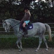 Anden særlig race Madonna