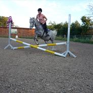 Anden særlig race Madonna