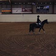 Welsh Pony af Cob-type (sec C) Lyngdalsgård's Baringo II