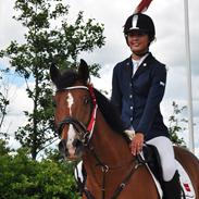 Belgisk Sportspony calvani