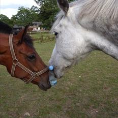 Anden særlig race Bakkely Skywalker