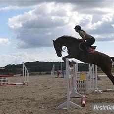 Pinto Araber Kjærgaards  charmeurSOLGT