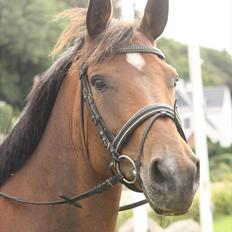 Dansk Varmblod Duchess