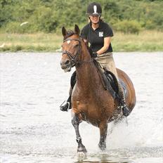 Dansk Varmblod Duchess