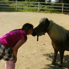 Shetlænder Rose