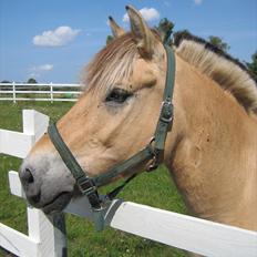 Fjordhest Viktor Knudsen