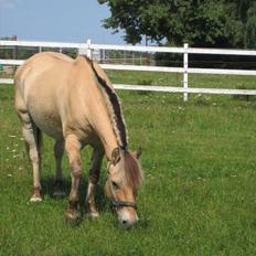 Fjordhest Viktor Knudsen