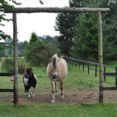 Shetlænder Veggerbys Lochmaddy