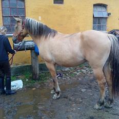 Anden særlig race Surprise