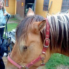 Anden særlig race Surprise