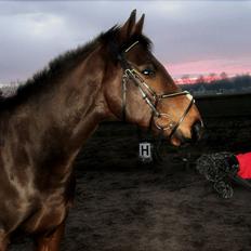 Dansk Varmblod Fiocio 