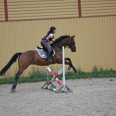 Dansk Varmblod Fiocio 