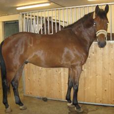 Dansk Varmblod Avlbogårds Melando