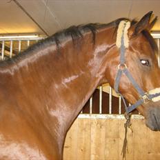 Dansk Varmblod Avlbogårds Melando