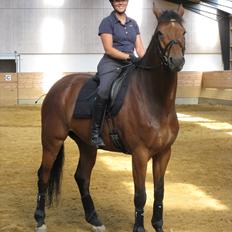 Dansk Varmblod Avlbogårds Melando