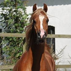 Arabisk fuldblod (OX) BS Enrico