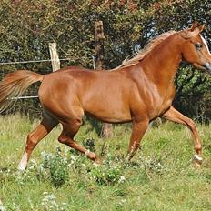 Arabisk fuldblod (OX) BS Enrico