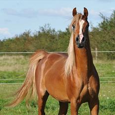 Arabisk fuldblod (OX) BS Enrico