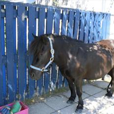 Shetlænder Magnum<3 ,