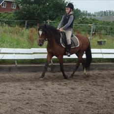 Welsh Pony (sec B) Amigo Ferrari (Solgt)