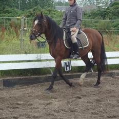 Welsh Pony (sec B) Amigo Ferrari (Solgt)