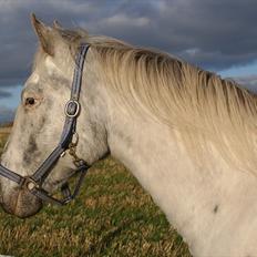 Knabstrupper Sartor´s Lucky Lady (solgt)