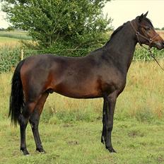 Arabisk fuldblod (OX) Felicio-B