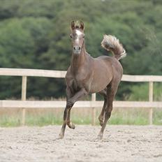 Arabisk fuldblod (OX) Awwal Ibn Wroclaw