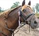 New Forest Prescott Gambler