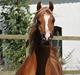 Arabisk fuldblod (OX) BS Enrico