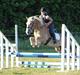 Haflinger Holly