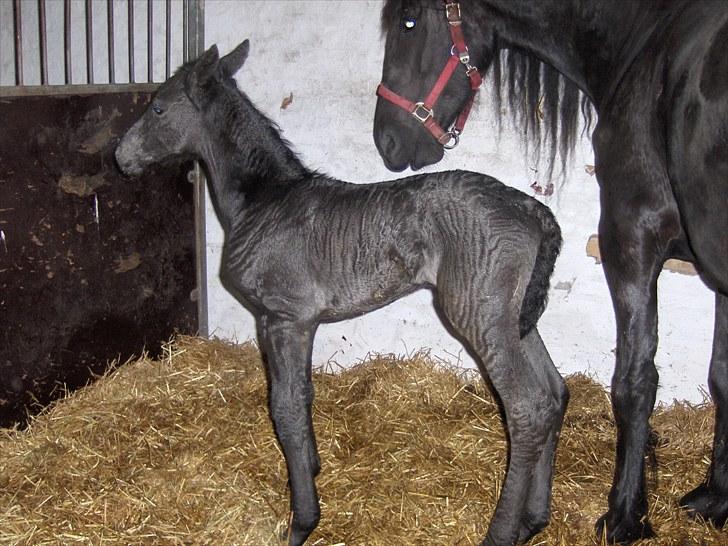 Frieser Miscja - Lige blevet født - kun ca. 4 timer gammel billede 2