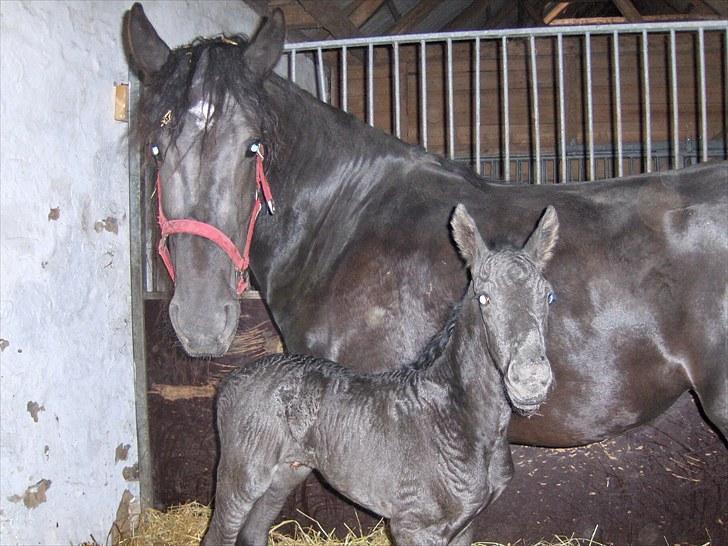 Frieser Miscja billede 3