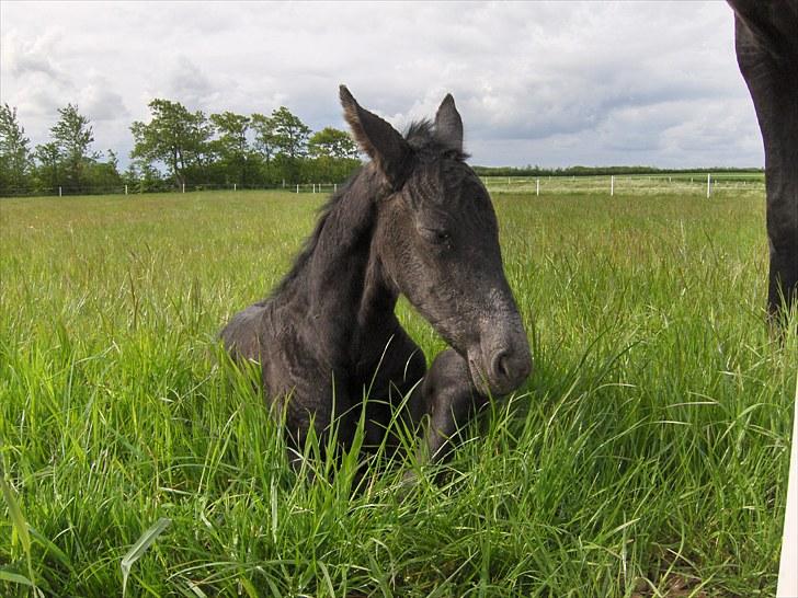 Frieser Miscja - Første gang på fold ca. 8 timer gammel billede 4