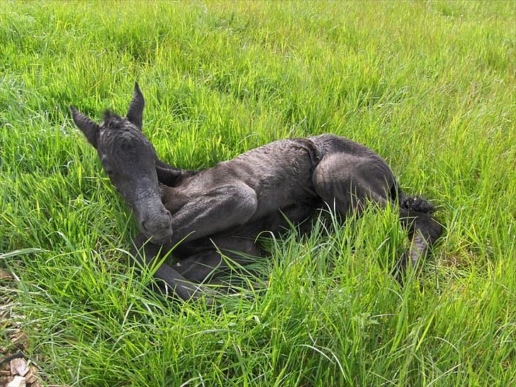 Frieser Miscja billede 5