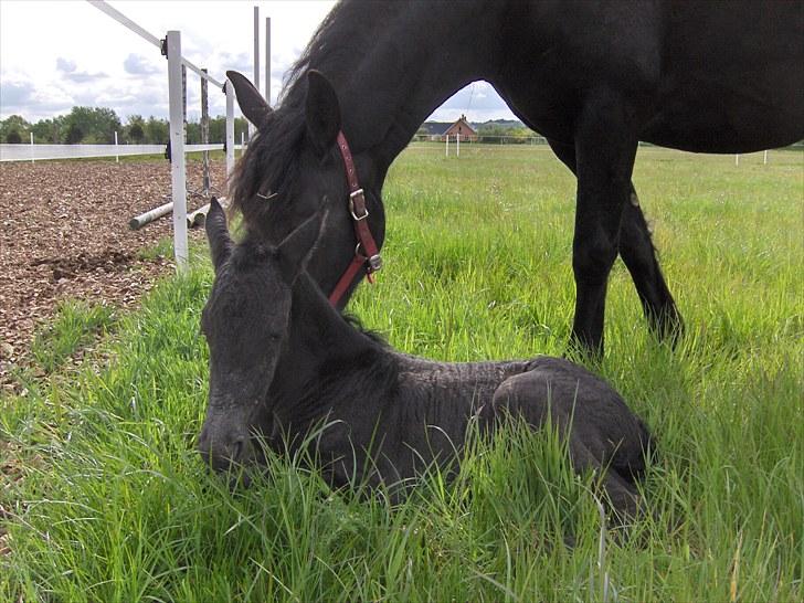 Frieser Miscja billede 6