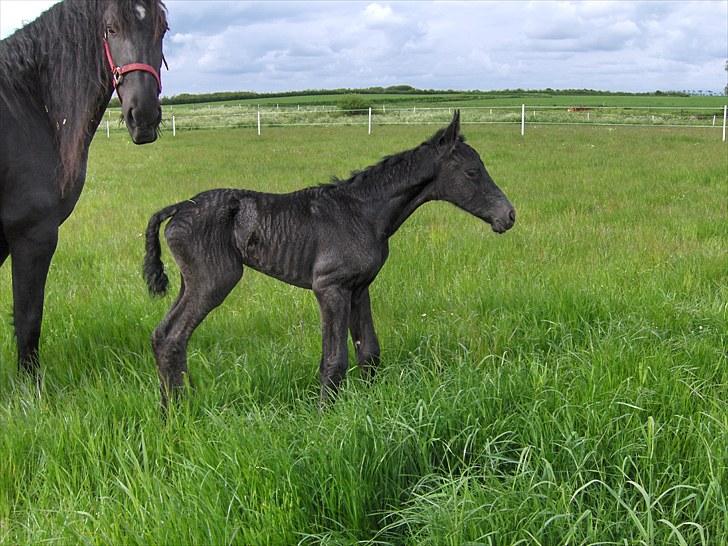 Frieser Miscja billede 7