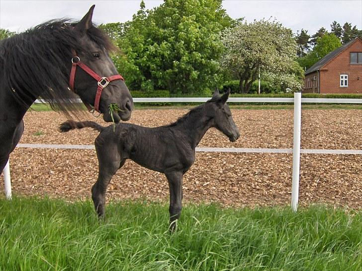 Frieser Miscja - 1 dag gammel billede 8