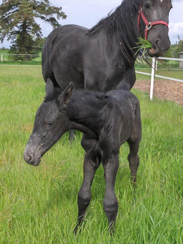 Frieser Miscja billede 9